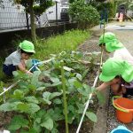 畑の栄養泥棒の草抜き、おしゃべりしながら楽しくがんばりましたの様子