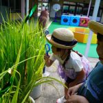 お米のお花もじーっくり観察…の様子