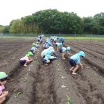 広い畑でみんなも挑戦です！の様子