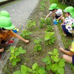 草抜き…みんなで協力して頑張りましたの様子