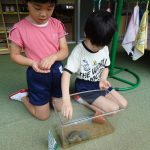 イシガメのくるちゃん?も久しぶり!ご飯どうぞ~大きくなったねの様子