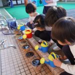 大事なチューリップにも水をあげました！お久しぶり?の様子