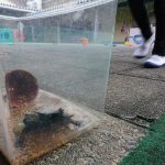 ｢なに？ゆき？？｣カメのくるちゃんもお家から出てきたよ?の様子