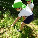 たんぽぽの綿毛も発見！の様子