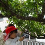 一つひとつ収穫…の様子
