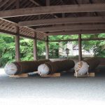 先日奉迎した御樋代木を発見!大きいね~の様子