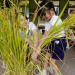 年長組は『神の穂』の様子