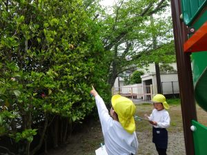 おとめ椿はここにあったはず!!の様子