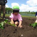 いよいよ広い畑で挑戦です！の様子