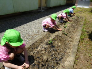 帰ってきてから幼稚園の畑にも植えました！大きくなあれ♪の様子