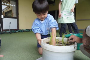 年中組は『かみのほ(神の穂)』の様子