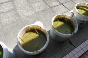 おいしいお米ができますように☆の様子