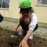 優しく土をかぶせてふわふわベットの完成☆の様子