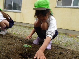 優しく土をかぶせてふわふわベットの完成☆の様子