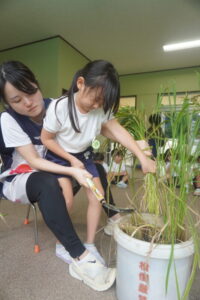 先生と一緒に鎌を使って刈っていきます。の様子
